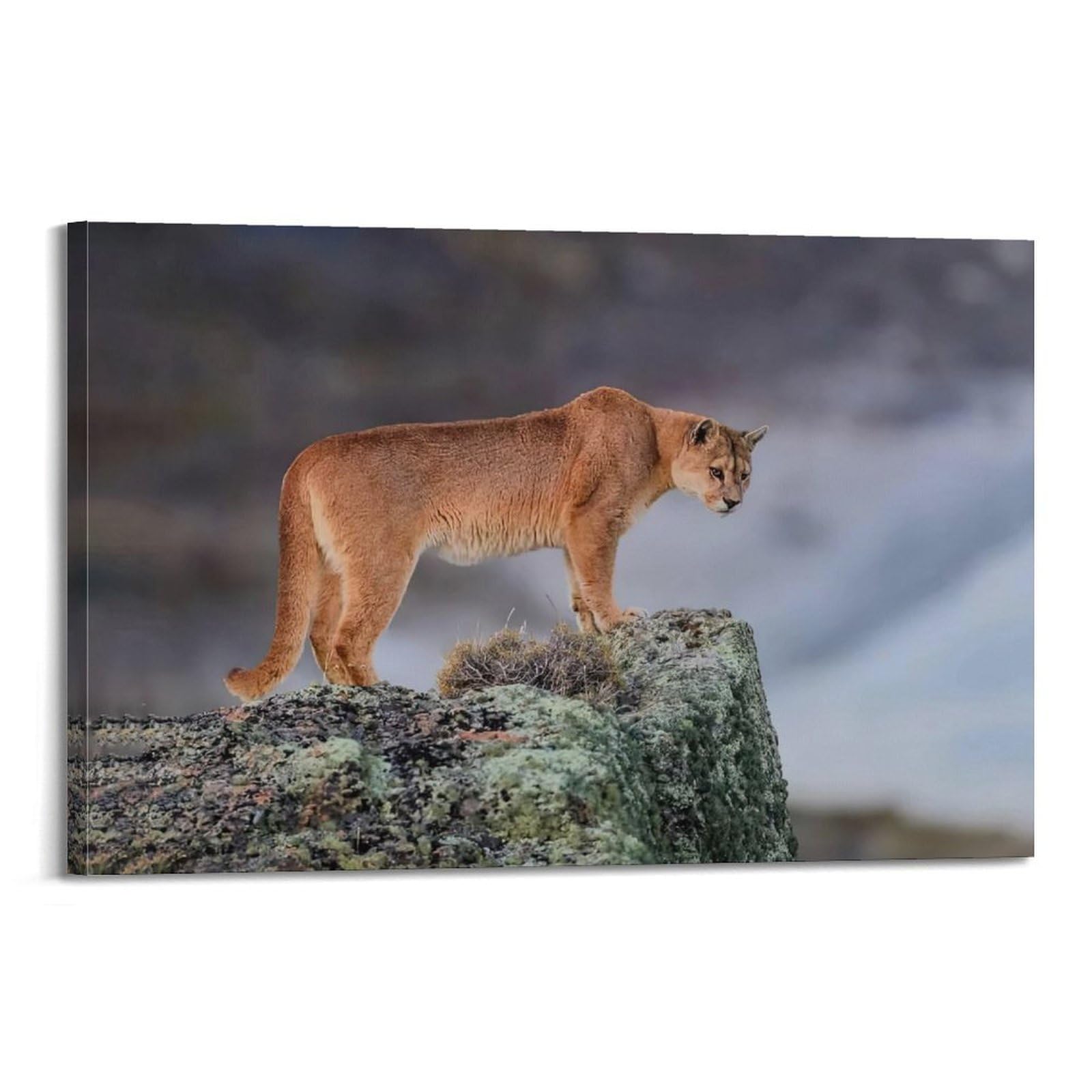 XKUGA Wild Felines Poster Cougar Big Cat Habitat Modern Decorative Canvas Prints - Ideal Wall Art for Family, Man Cave, Game Room, Boys & Girls Bedroom 24x36inch(60x90cm)