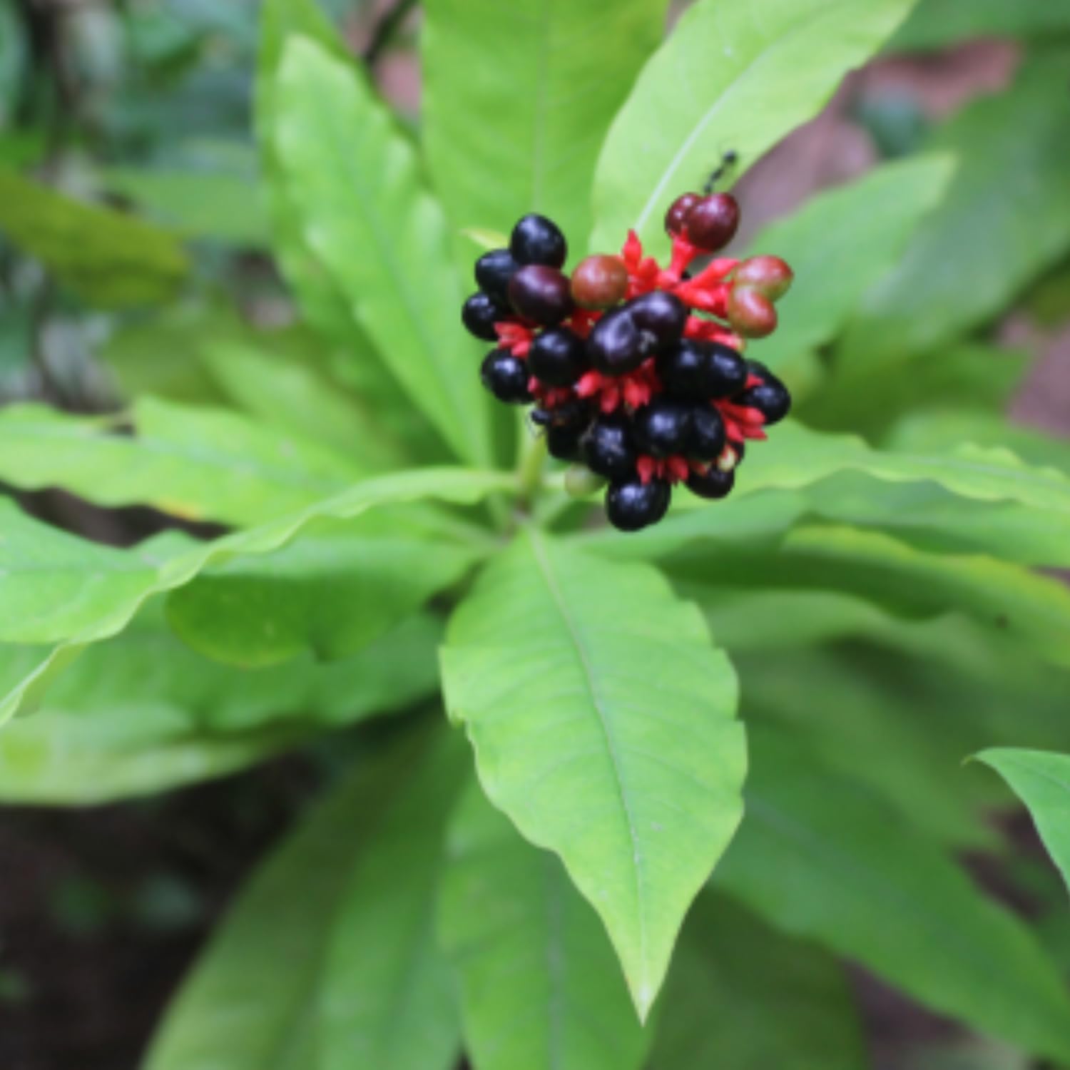 See full amazon price history chart for Hug A Plant | Sarpagandha/Indian Snakeroot/Devils Pepper (Rauvolfia Serpentina) Medicinal Live Plant (Home & Garden) Hug A Plant | Sarpagandha/Indian Snakeroot/Devils Pepper (Rauvolfia Serpentina) Medicinal Live Plant (Home & Garden) (B0CQQPNSSP) Amazon Price History, Amazon Price Tracker