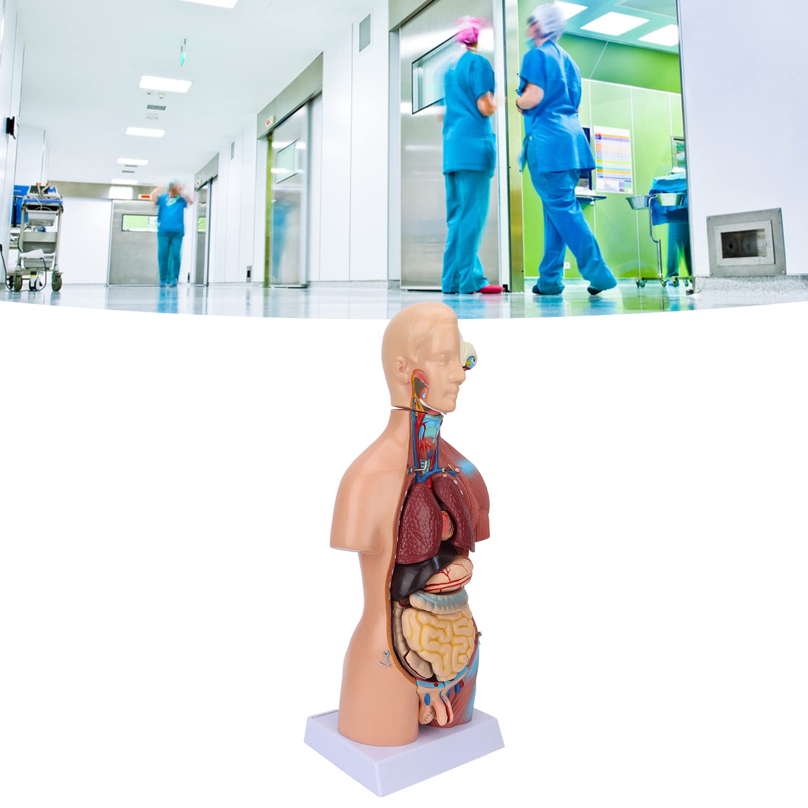 Fabater Modello di Torso Umano Rimovibile 17,7 Pollici Modello Anatomico del Corpo Educativo per Insegnamento, Scuola, Ospedale - Strumento di Apprendimento della Struttura dell'organo Cerebrale