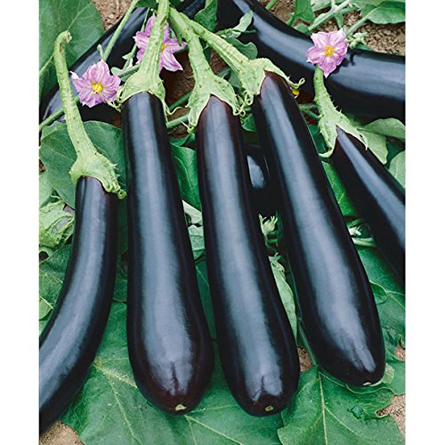 Seed Wala EGGPLANT BRINJAL LONG PURPLE HYBRID SEEDS pack of 200+ seeds | HYBRID Seeds (B09W9LSR5K) Amazon Price History, Amazon Price Tracker