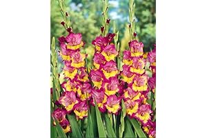 10 Gladiolus Bulbs Perfect for Outdoor Planting