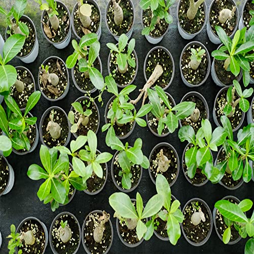 4 Rare Purple Desert Rose Seeds Adenium Obesum Flower Perennial Exotic Tropical, Potted Plant & Bonsai, Easy To Grow -Qauzuy Garden #TOP4
