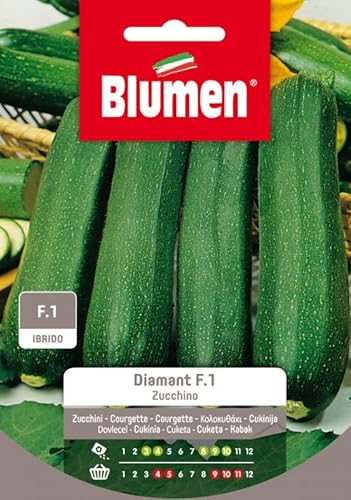 Semi Zucchino Diamant F1 Blumen Sementi Orto