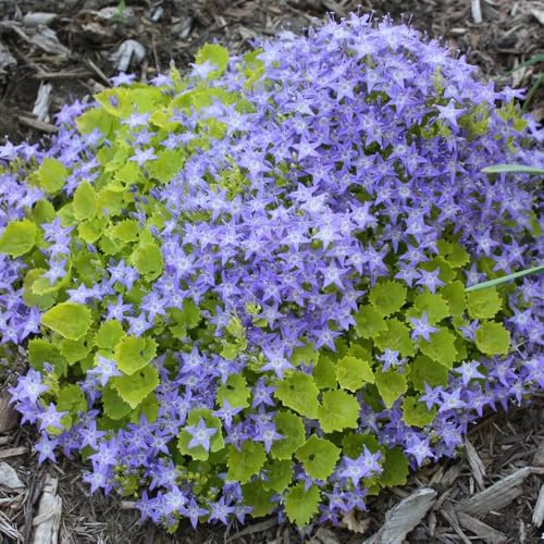 semi di campanula, esotici, Campanula media, balcone di campanula resistente giardino, decorazione 200pcs