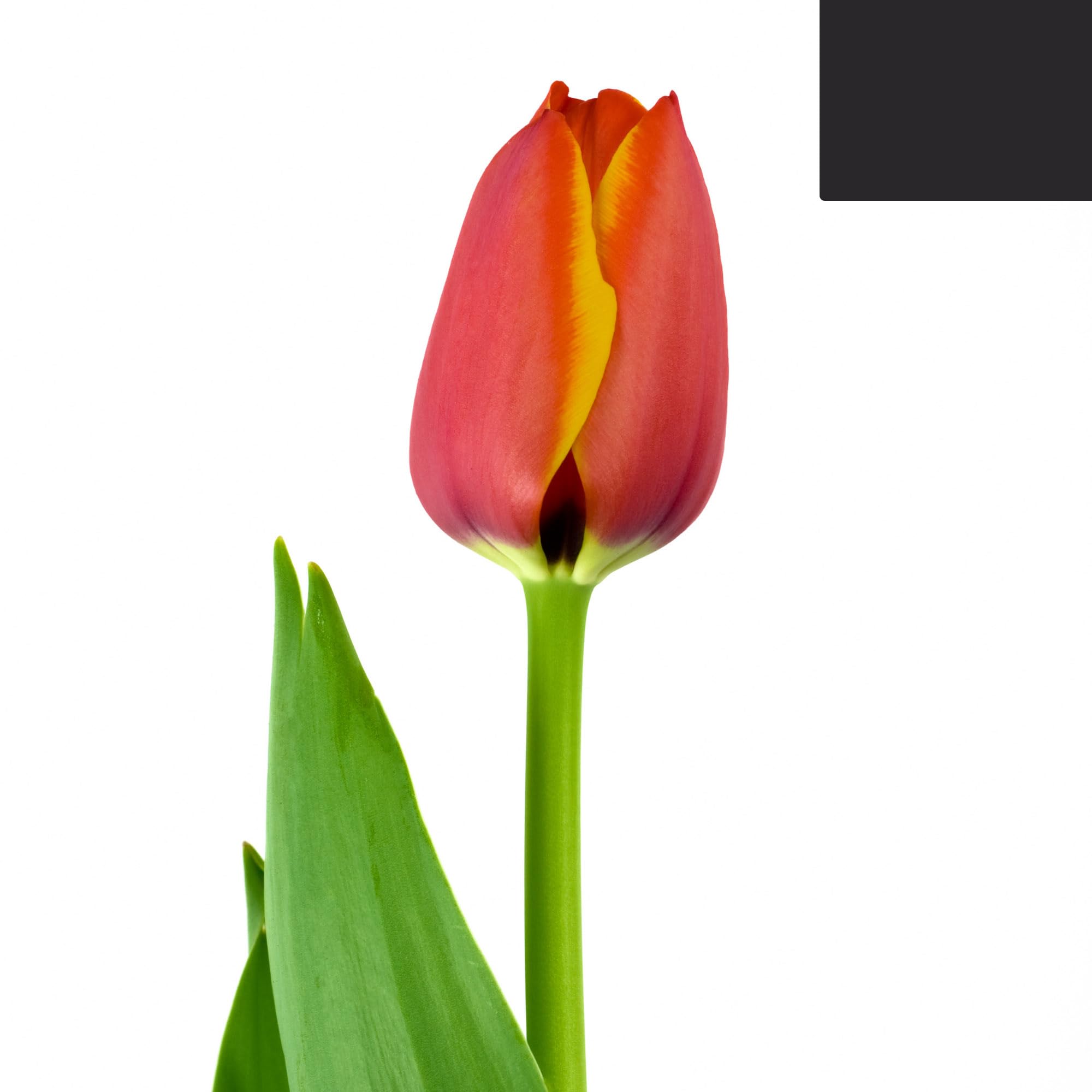 Bulbos de tulipán Dafeng | 20 unidades - Tulipanes naranjas grandes - 30-50cm - Ø5cm - bulbo de flor - Planta de jardín