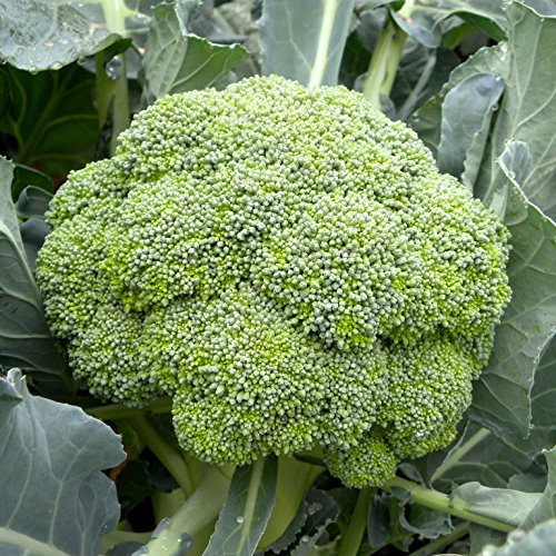 Biocarve Seeds Broccoli - Pack of 100 Seeds (B01ASWPVQW) Amazon Price History, Amazon Price Tracker
