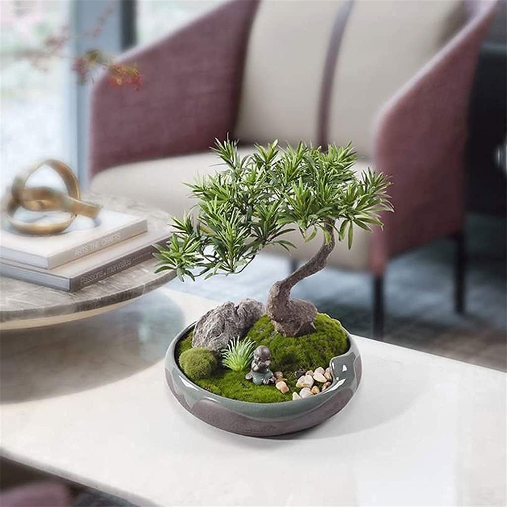 貴風 創作 糸魚川真柏盆栽 ?特売品? 盆栽 糸魚川真柏 半懸崖 太幹-3