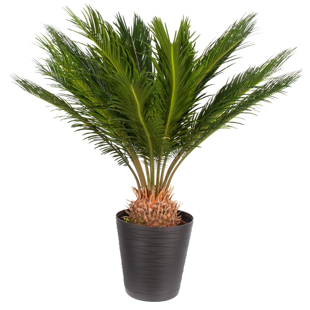 Japanischer Palmfarn, Cycas Revoluta, echte Zimmerpflanze, Topfgröße 17 cm, Höhe circa 60 cm, Zimmerpflanzen für die Wohnung oder das Büro, Pflanzenversand