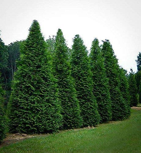 Thuja Arborvitae Green Giant - 12 Live Quart Size Plants - Evergreen Privacy Trees #TOP2