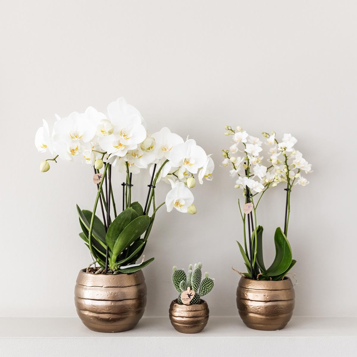 Orchidées jaunes et rouges en pot 9 cm, plante d'intérieur fraîche de l'éleveur