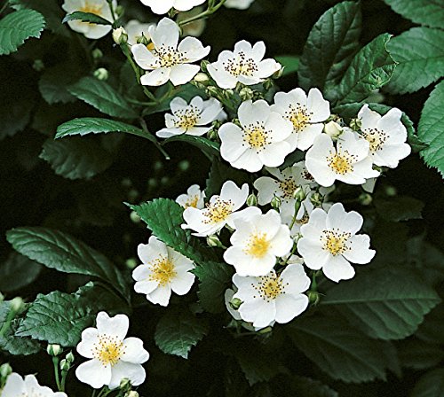 Rosa multiflora, Büschelrose, Wildrose, Wurzelware Cover