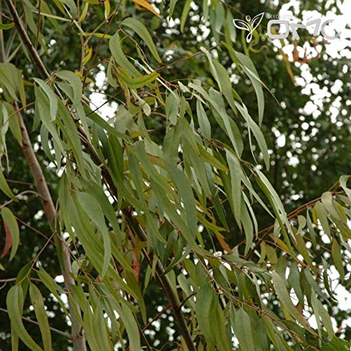 (50 semi) Goma perfumada de eucalipto citriodora/limón