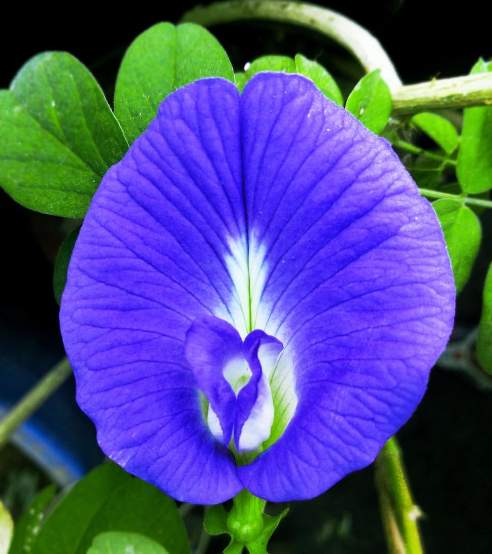 Golden Bloom Aprajita live plant (blue colour) Asian pigeonwings, Clitoria Live Plant (1 FT Height) Live Aprajita Plant/Clitoria/Blue Pea/Butterfly Pea Asian pigeonwings, Clitoria Live Plant (B0CK5ZKCK2) Amazon Price History, Amazon Price Tracker