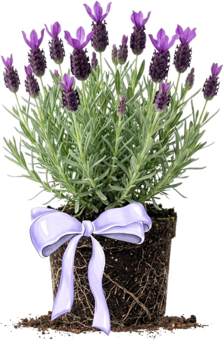 Lavender Plant Live, Purple Lavender Starter Plant 4-7'' Tall, Herb for Indoor Outdoor Planting