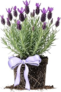 Lavender Plant Live, Purple Lavender Starter Plant 4-7'' Tall, Herb for ...