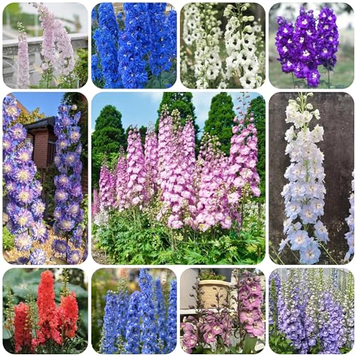 Semillas resistentes de la delphinium de perennes, decoración de otoño de delphinium de jardín, interior 250pcs