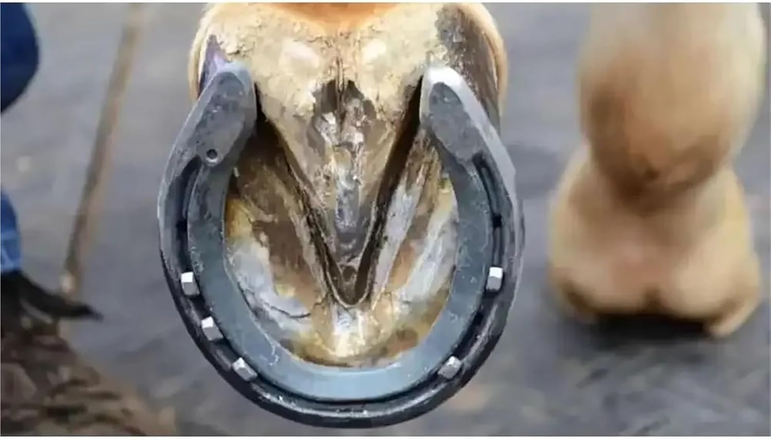 200 Pieces New Steel Horseshoe Nails (E2 to E8) – Reliable for Hoof Maintenance, Harness Repair & Equestrian Sports Supplies(E6 54mm)