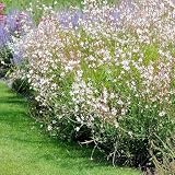 Bloomique   3er Set   Gaura Lindheimeri   Prachtkerze   Gartenpflanzen   Winterhart   Tierfreundlich   Höhe 10 20 cm   Topf 9x9 cm