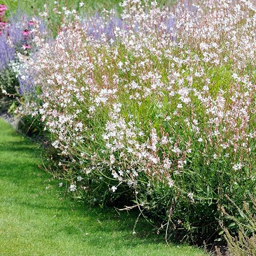 Bloomique - 3er-Set - Gaura Lindheimeri - Prachtkerze - Gartenpflanzen - Winterhart - Tierfreundlich - Höhe 10-20 cm - Topf 9x9 cm