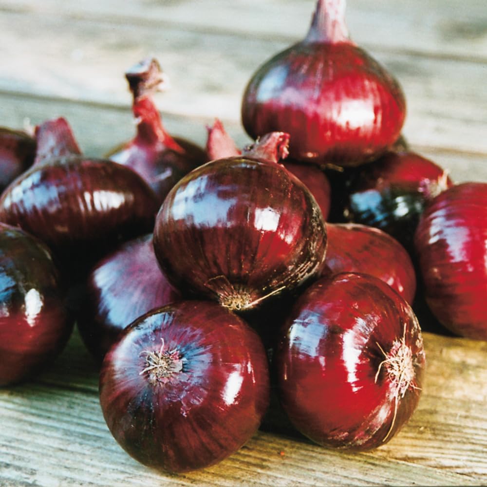 Bedwen Onion 'Red Baron' Bedding Plug Plant x6 – RHS AGM Red Variety for Salads, Cooking & Reliable Summer Harvests