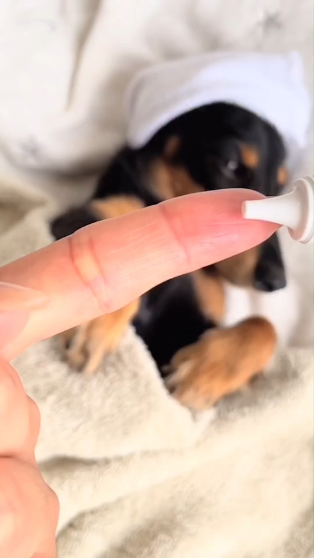 Amazon.co.jp: ミシュワン MISHONE トータルケアニャン 猫 歯磨き