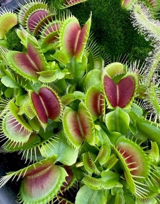 Nursery Live Venus FlyTrap Seeds Dionaea muscipula 100 Seeds