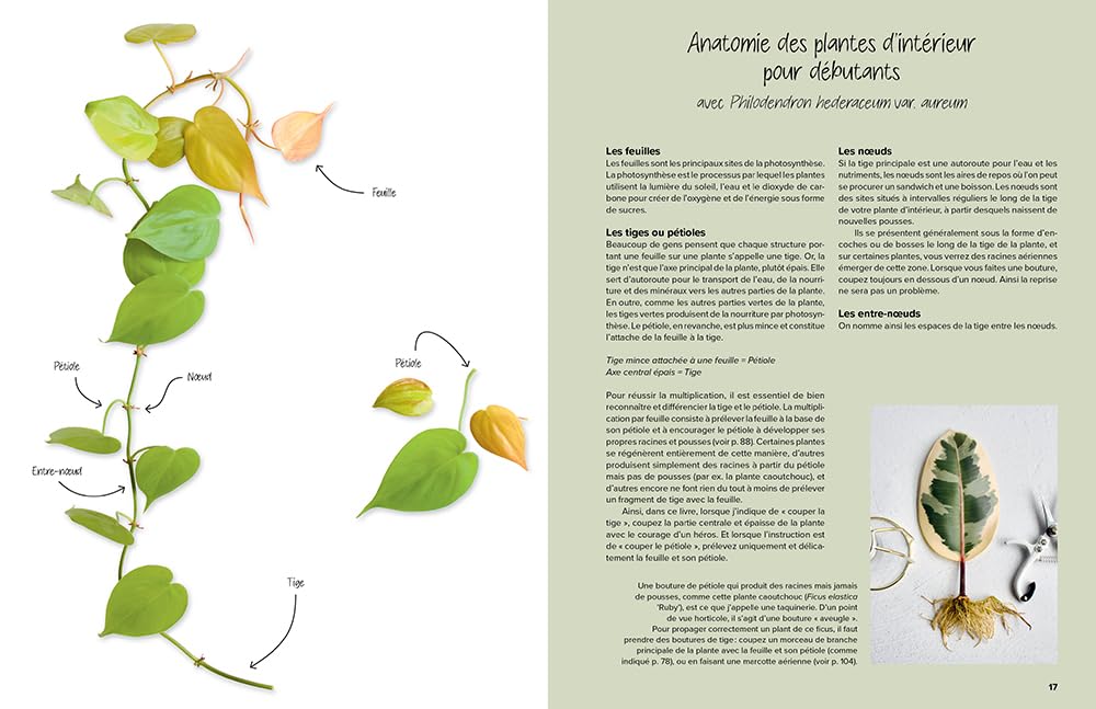 Le guide de la multiplication des plantes d'intérieur - Toutes les techniques pour en prendre soin et les multiplier à l'infini