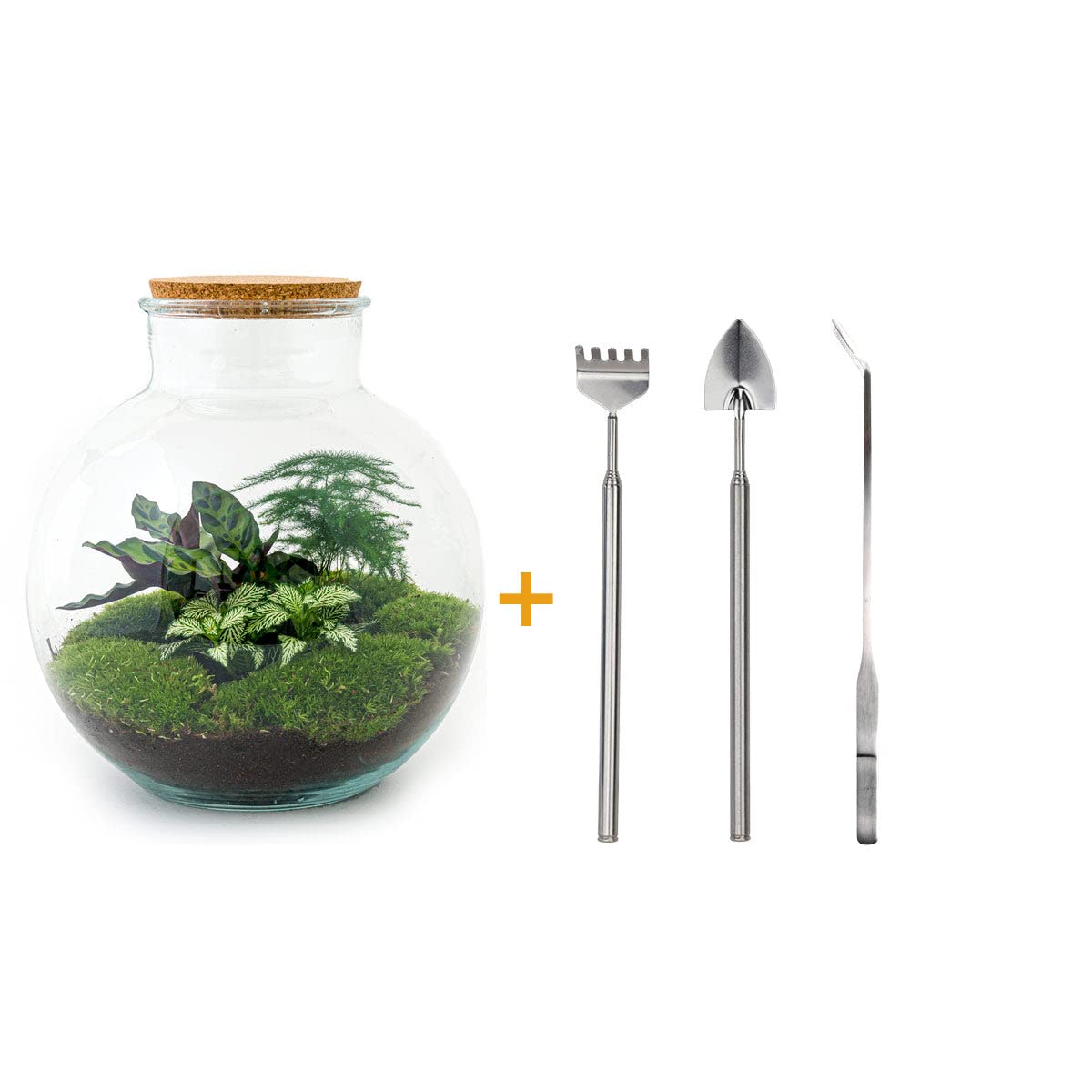 Terrarium do roślin • Bolder Bob • roślina ekosystemowa • ↑ 30 cm – DIY – kompletny zestaw terrarium – terrarium do roślin – urbanjngl | terrarium + grabie + łopatka