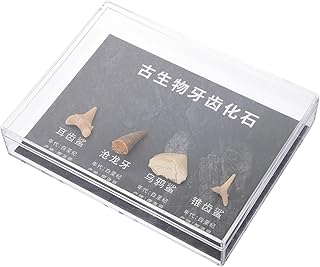 Hohopeti 1 Caixa De Decoração Para Casa Ornamento De Pedra Crânio E Ossos Ferramenta De Ensino Pequena Pedra Irregular Amostra De Pedra Natural Amostra De Pedra De Aprendizagem Decoração