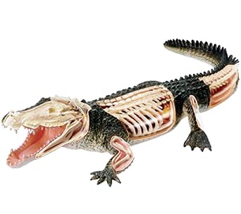 4D Vision Crocodile Anatomy Model,Detachable Organ Model 26 Components,Medical Training Animal Organ Models, Animal Model