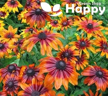 Black Eyed Susan Tall Coneflower - 1200 Seeds + Plant tag + Freebie - Autumn Forest Rudbeckia Hirta