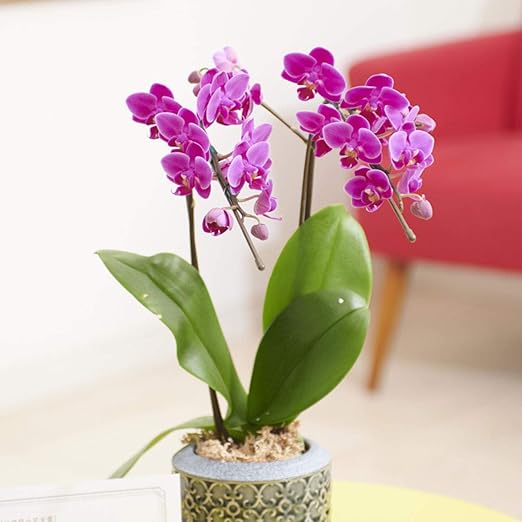 Amazon 胡蝶蘭ミディ カララ 胡蝶 黒器 花言葉カード付 フラワーギフト プレゼント コチョウラン こちょうらん ミニ胡蝶蘭 誕生日祝い 結婚祝い 長寿祝い 還暦祝い 古希祝い 喜寿祝い 米寿祝い 即日出荷 造花 オンライン通販