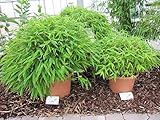 Fargesia murielae Kugel - Bambus-Kugel