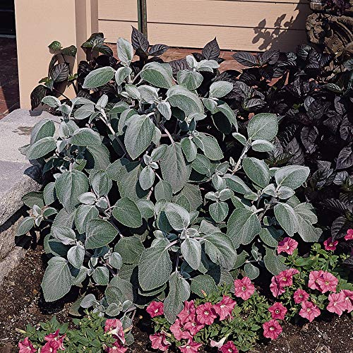 Outsidepride Plectranthus Silver Shield Spurflower Foliage Plants For Beds, Borders, Pots, & Containers - 15 Seeds #TOP1