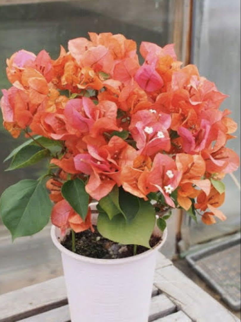 こむぎ ブーゲンビリア斑入りオレンジ こむぎ様専用 ブーゲンビリア斑入りオレンジ