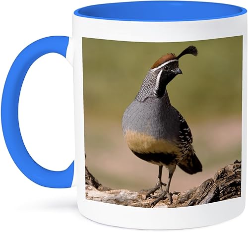 3dRose Gambel's - Taza de codorniz, 11 onzas, azulblanco
