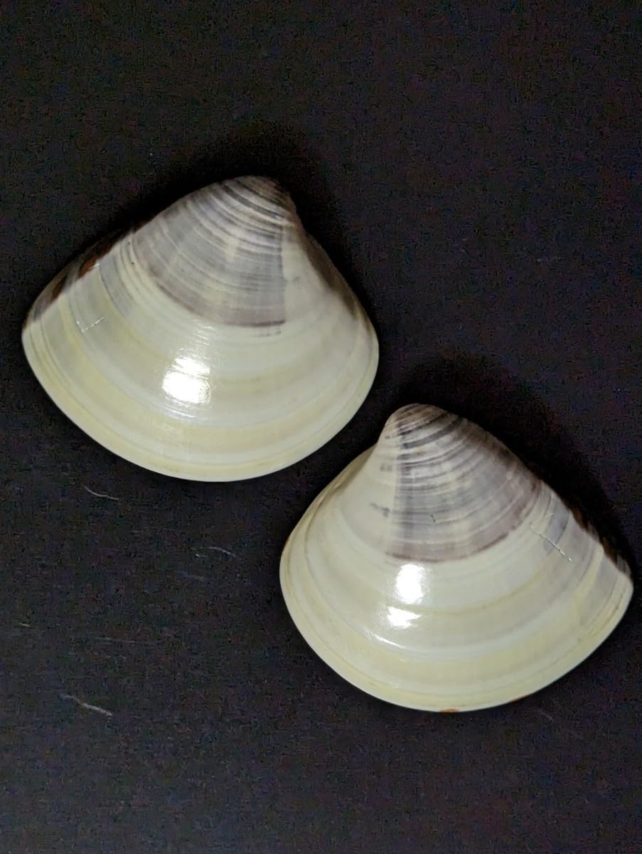 蛤香合　貝合わせ香合　若草山　鹿 Amazon.co.jp: 蛤香合 はまぐり香合 香合 蛤 はまぐり 本蛤 赤い橋