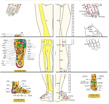 Zzooi Set of 2 Human Body Acupuncture Point Map, Chinese Version