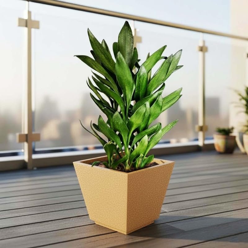 Image of Amazon Brand - Umi 10 Inch Planter Pot | Flower Pot for Indoor & Outdoor Use | Square Shape Planter Pot for Home & Office Decor Balcony & Terrace Gardens (Chorsa, Brown)
