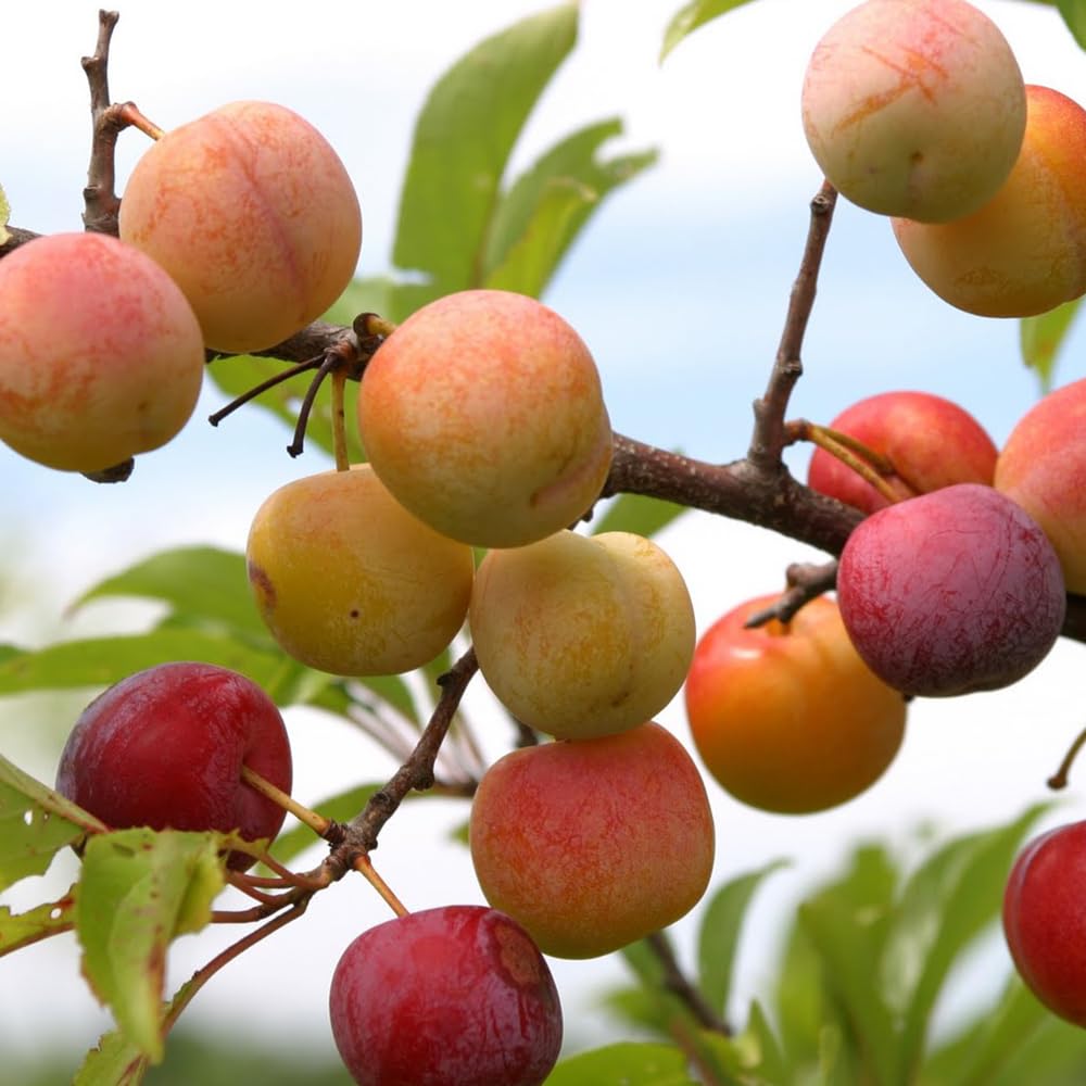Toka Bubblegum Plum Tree