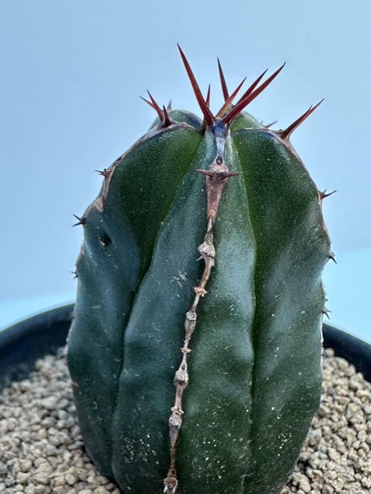 Amazon.co.jp: ユーフォルビア ハンディエンシス Euphorbia