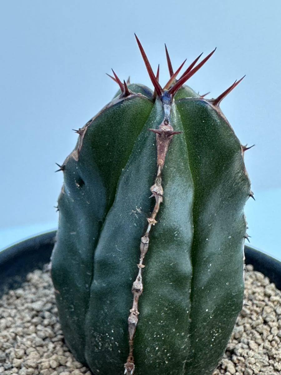 Amazon.co.jp: ユーフォルビア ハンディエンシス Euphorbia handiensis