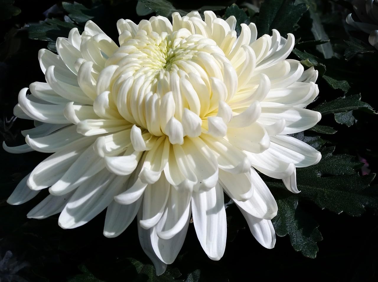 The Royal Crafty Ethereal Beauty guldawari/Chandramallika Flower outdoor white Flower live plant for Outdoors Garden Elegance (B0CCRJMG2M) Amazon Price History, Amazon Price Tracker