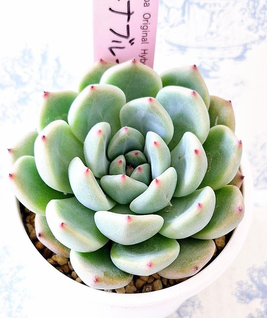 ルイパパさん苗 オトナブルー 札付き オトナブルーミント札 ポットごと