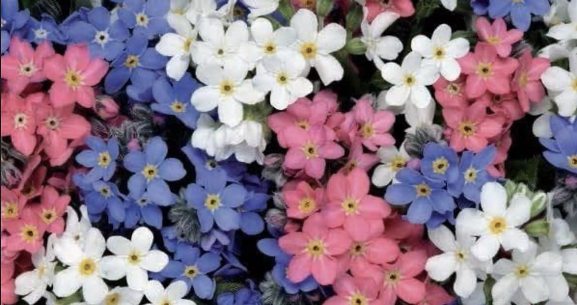 6 x Forget Me Not Myosotis 'Alpine' Mixed Colours Large Plug Plants Cottage Garden Plants