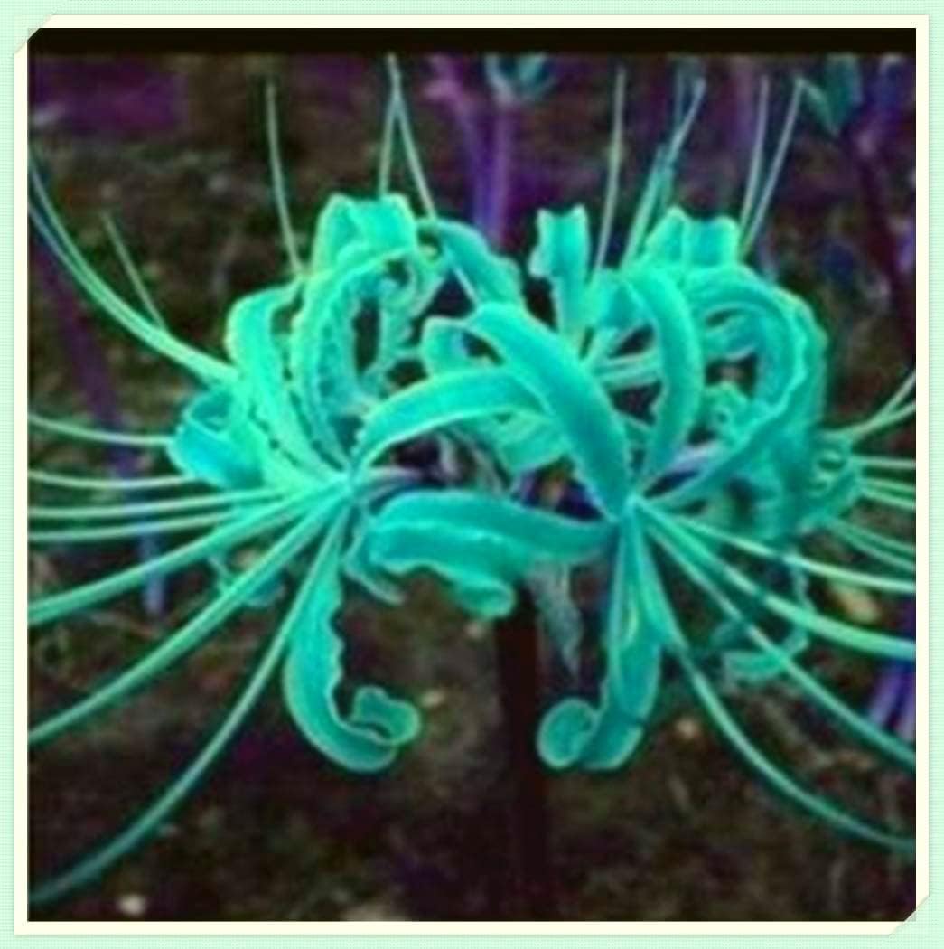 植え付けに適したリコリス球根 彼岸花球根 ヒガンバナ球根 17球根 C Adonis Awashima Com