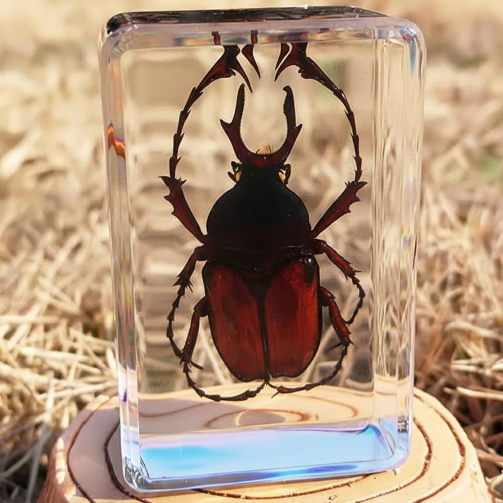 Insect in Resin Collection,Educational Bugs Specimen Set for Kids,Perfect for Preschool,Classroom Science and Home Displays (20 Insect Styles)