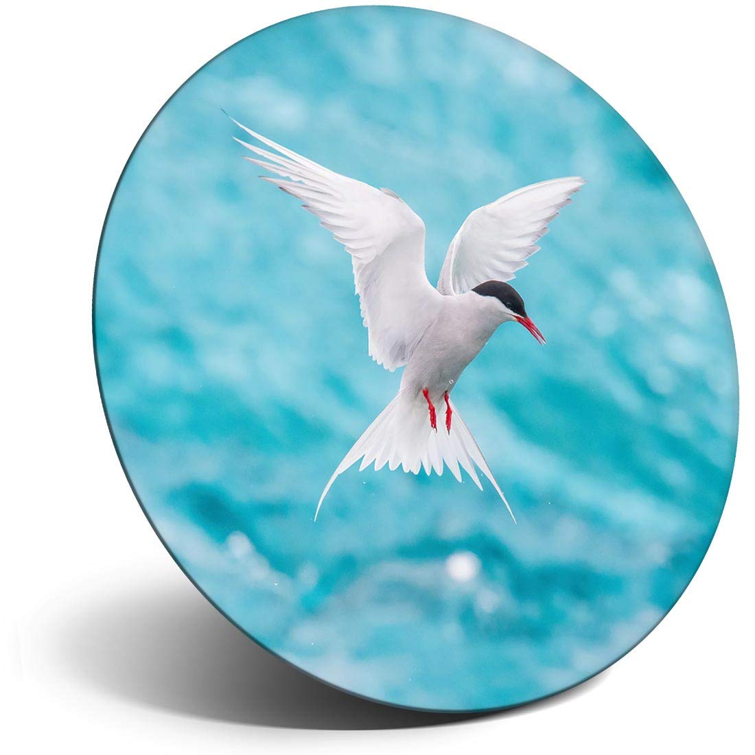 Destination Vinyl ltd Magnet for Refrigerator, Fridge - Arctic Tern Bird Jokulsarlon Iceland for Office, Cabinet and Whiteboard, Magnetic Stickers, 44144