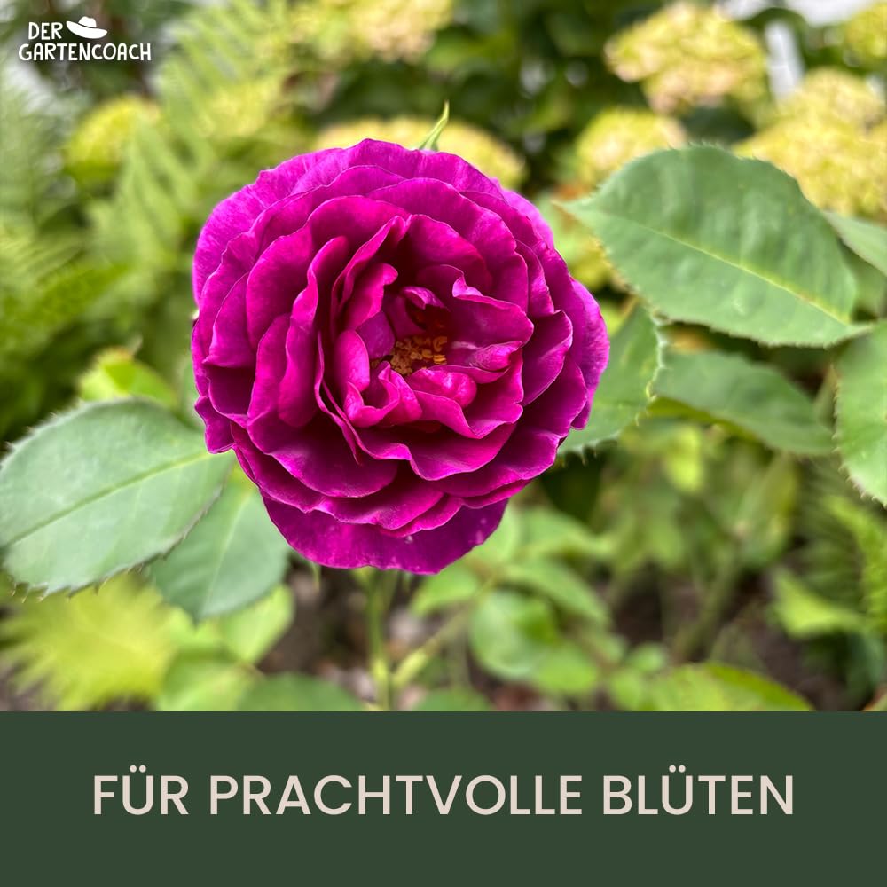 Rosendünger mit aktivierter Pflanzenkohle I nachhaltig & vegan I mit Mykorrhiza-Pilzen I optimale Ernährung für Blüten und Blätter I organischer Dünger (5 Kilogramm)