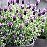Palm Beach Medicinal Herbs - French Lavender (Lavandula stoechas) - Packet of 20 Seeds